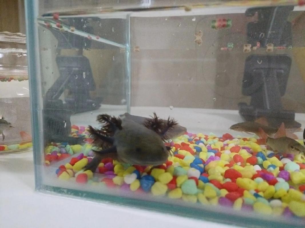 六角恐龍魚飼養(yǎng)須知圖片 六角恐龍魚飼養(yǎng)須知圖片 龍魚百科 第12張