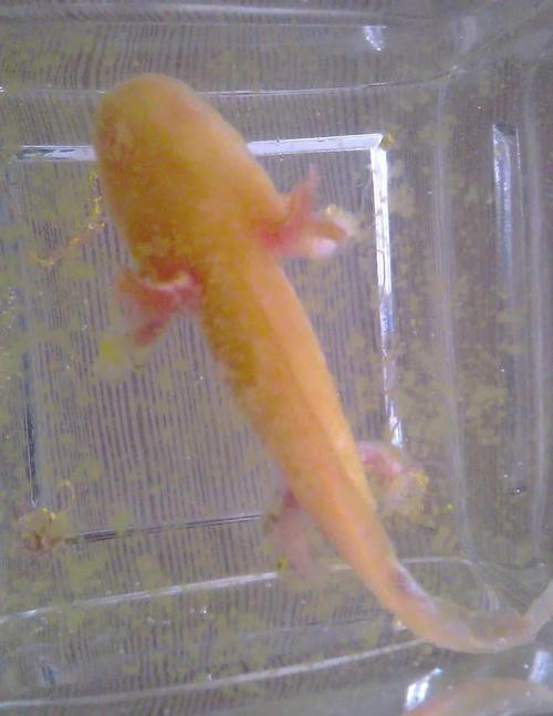 六角恐龍魚飼養(yǎng)須知圖片 六角恐龍魚飼養(yǎng)須知圖片 龍魚百科 第37張