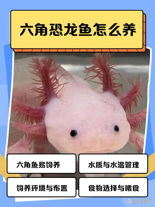 六角恐龍魚飼養(yǎng)須知圖片 六角恐龍魚飼養(yǎng)須知圖片 龍魚百科 第19張
