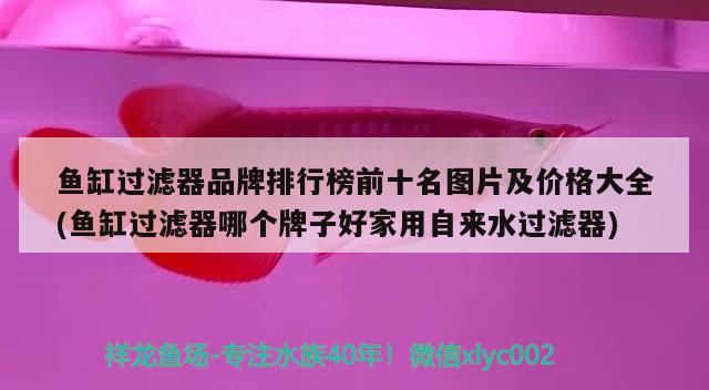 北京西紅門玉寶水族店