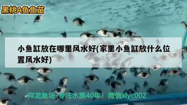 北京西紅門玉寶水族店