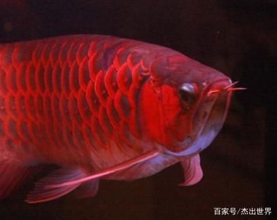 紅龍魚的顏色種類有哪些（紅龍魚的種類及種類大全）