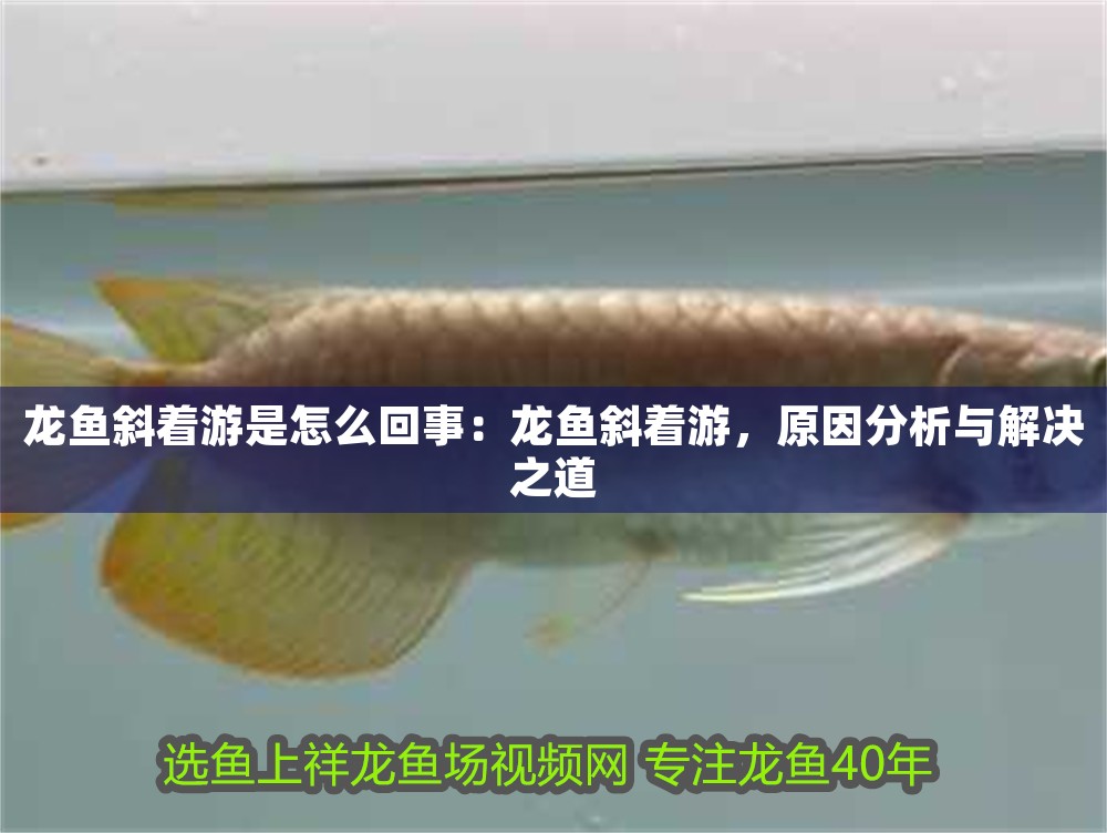 龍魚斜著游是怎么回事：龍魚斜著游，原因分析與解決之道