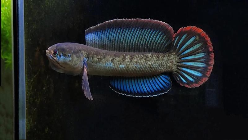 雷龍魚值得養嗎知乎小說