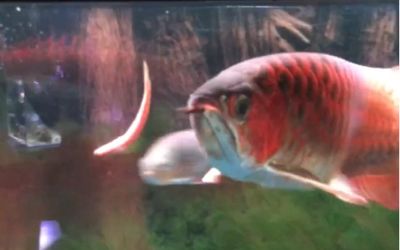 龍魚一天吃幾頓食物正常嗎：龍魚一天吃幾頓食物正常嗎，