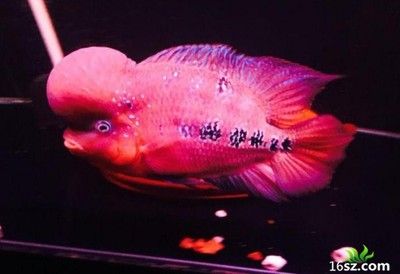 龍魚一天吃幾頓食物正常嗎：龍魚一天吃幾頓食物正常嗎，