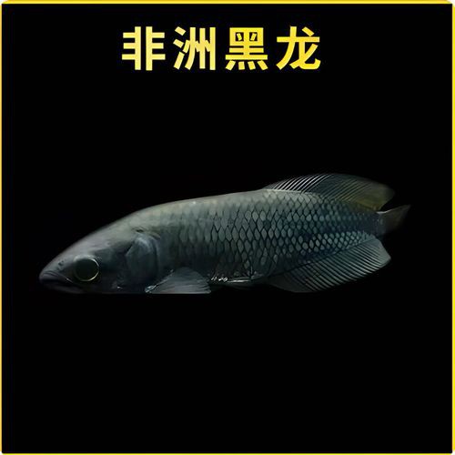 養龍魚品牌