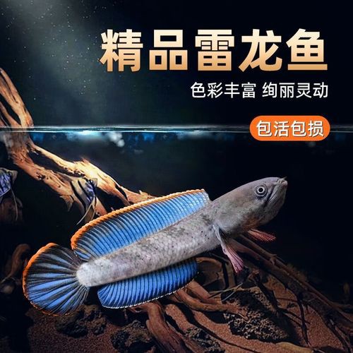 養龍魚品牌