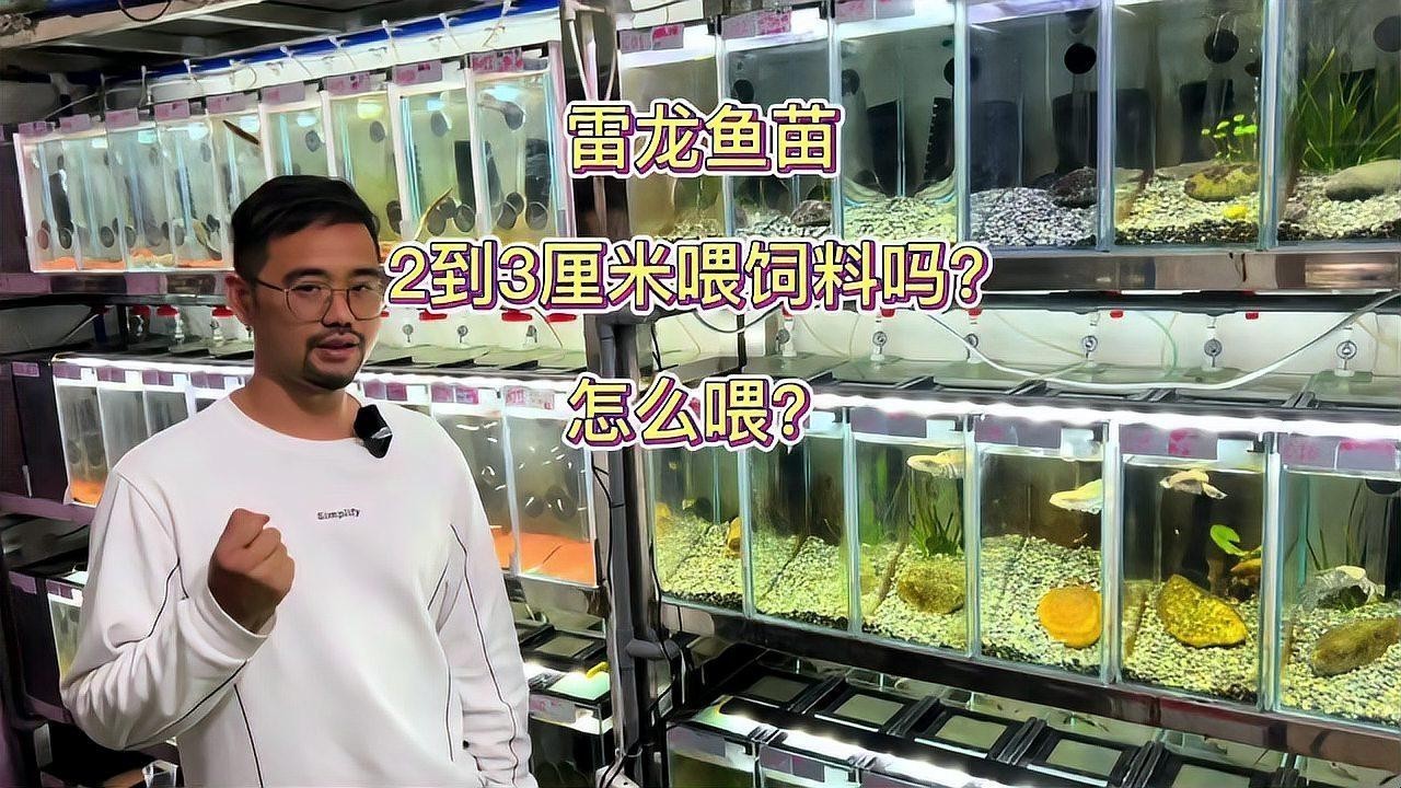 雷龍魚幼苗吃什么長得快