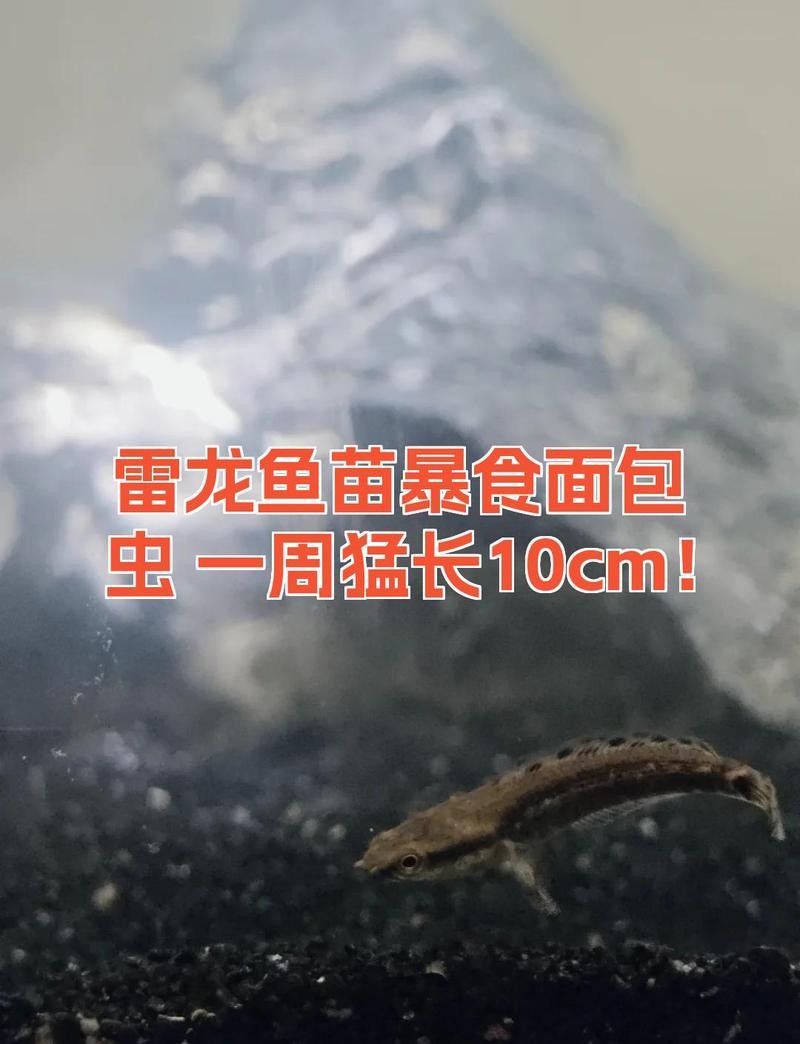 雷龍魚幼苗吃什么長得快