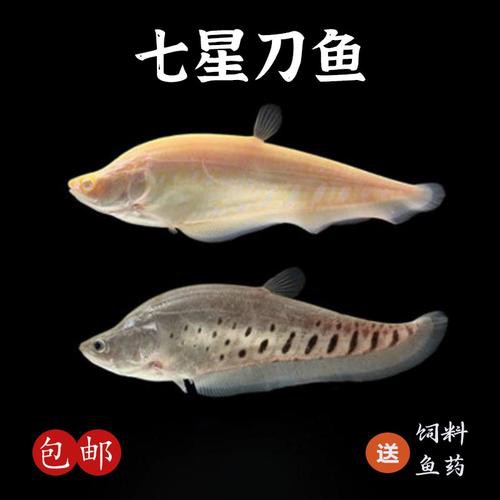 白化銀龍魚圖片