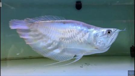 白化銀龍魚圖片