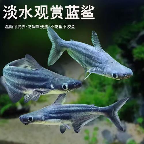 白化銀龍魚圖片