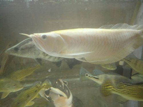白化銀龍魚圖片
