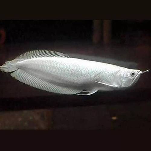 白化銀龍魚圖片