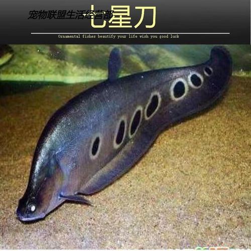 白化銀龍魚圖片