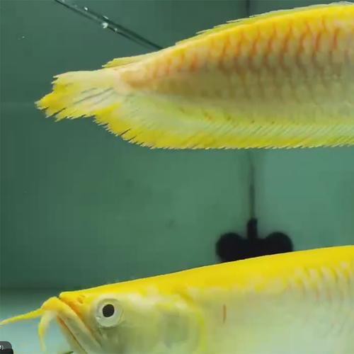 白化銀龍魚圖片