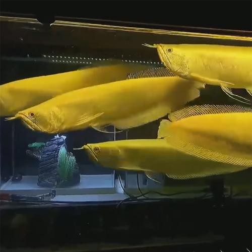 白化銀龍魚圖片