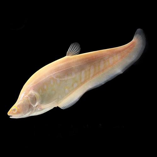 白化銀龍魚圖片