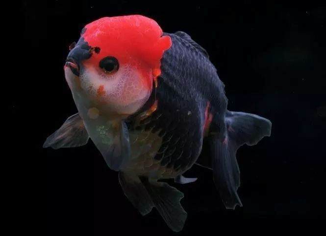 紅福龍魚圖片大全欣賞視頻教程