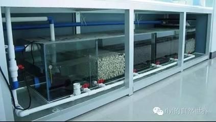 底濾魚缸溢流區（印度養魚高手教你如何設置底濾魚缸溢流區設計） 底濾魚缸溢流區（印度養魚高手教你如何設置底濾魚缸溢流區設計） 魚缸百科 第1張