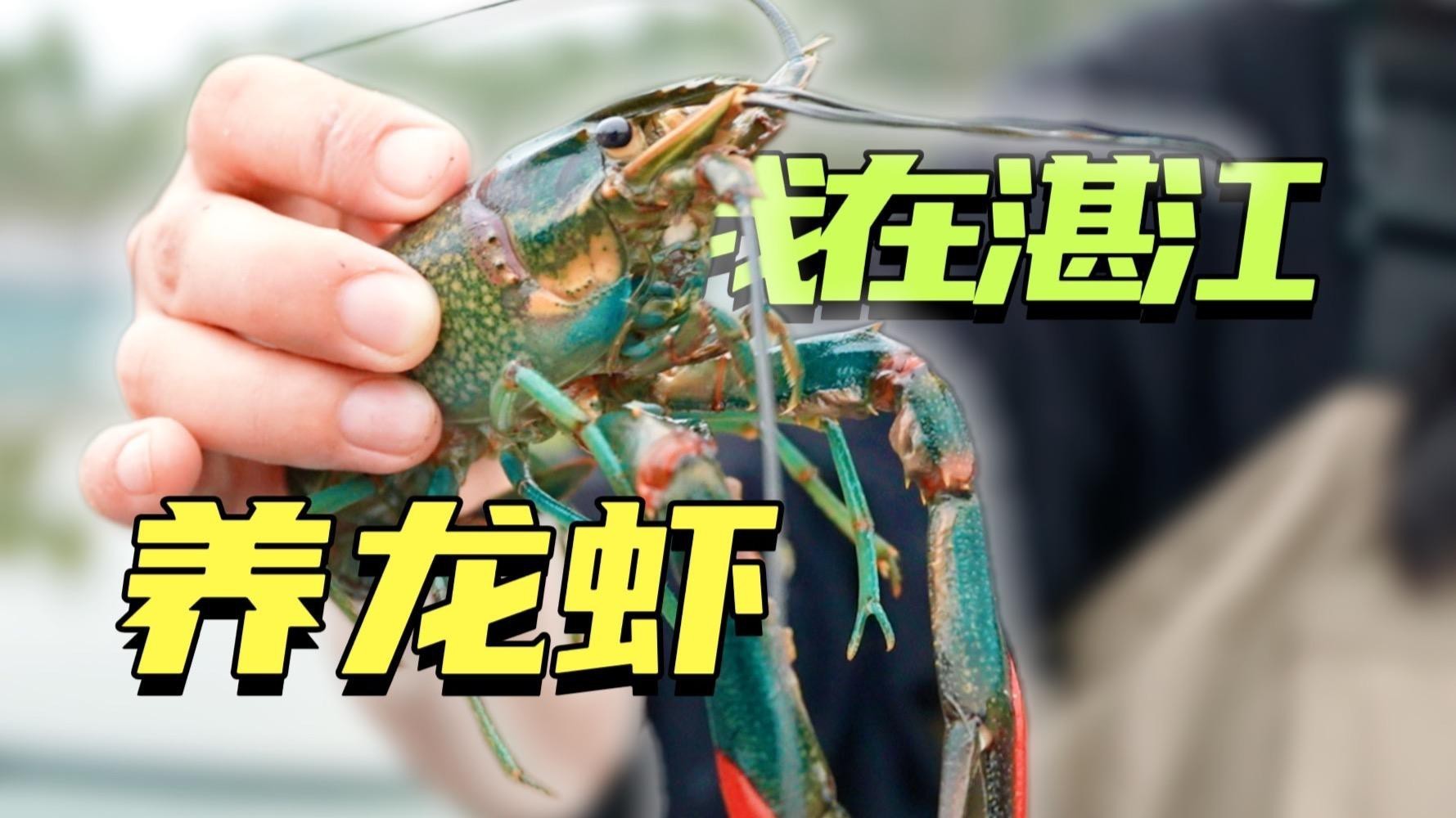 如何保持藍龍魚的水質穩定？