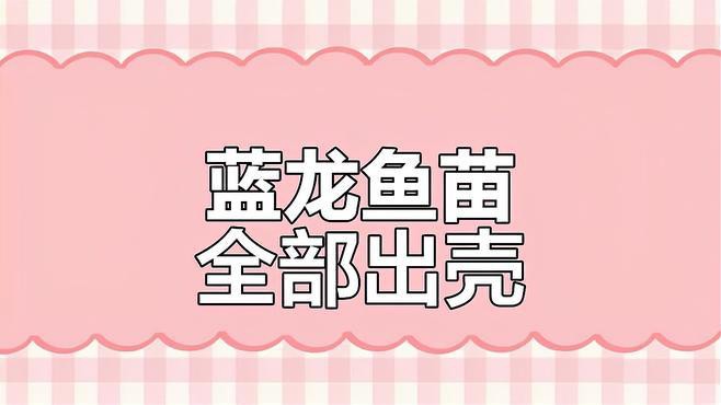 如何保持藍龍魚的水質穩定？