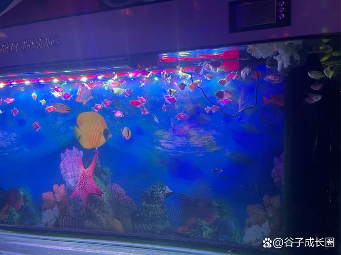 如何保持藍龍魚的水質穩定？