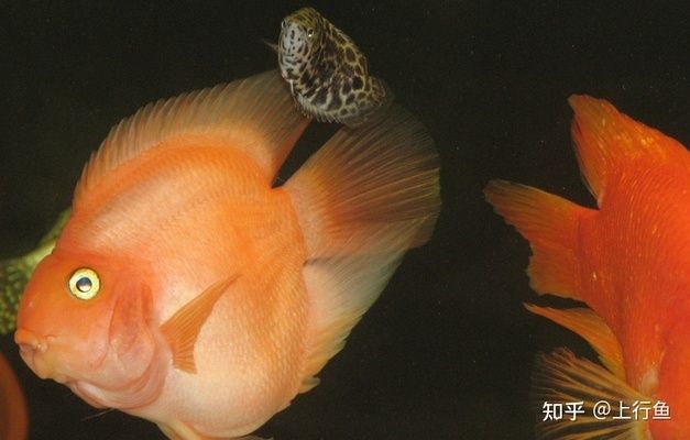 紅龍魚變白什么原因啊怎么治療：關(guān)于紅龍魚變白的問(wèn)題
