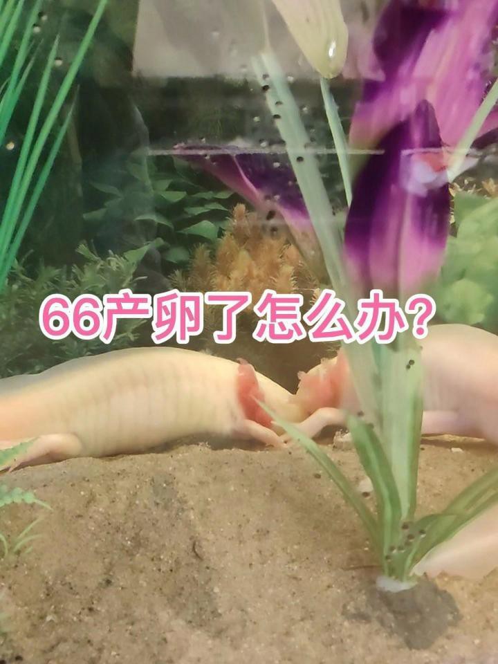 六角恐龍繁殖后如何護理？ 六角恐龍繁殖后如何護理？ 龍魚百科 第3張