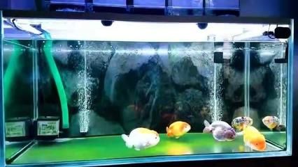 魚(yú)缸換水的注意事項(xiàng)和注意事項(xiàng)：換水后魚(yú)缸生態(tài)系統(tǒng)對(duì)魚(yú)缸生態(tài)系統(tǒng)的構(gòu)建了解魚(yú)缸生態(tài)系統(tǒng)