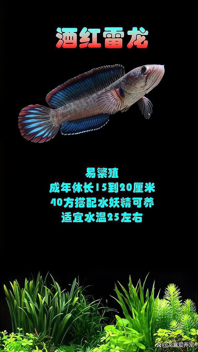 體型較小的龍魚