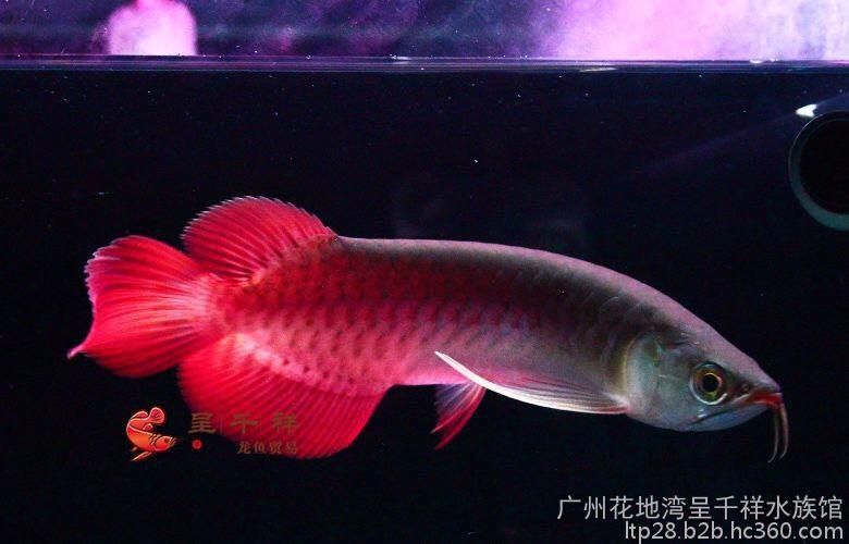 紅龍魚什么價格最貴最好養活的（世界上最貴的魚是什么魚紅龍魚價格高達7000萬）