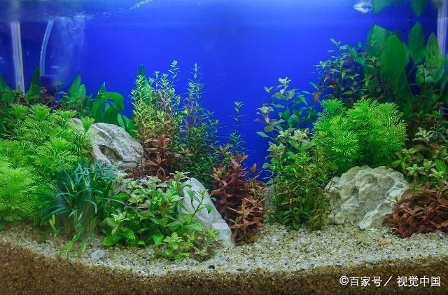 觀賞魚缸水草種類及養(yǎng)殖注意事項(xiàng)：觀賞魚缸中的水草種類