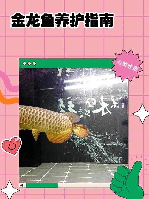 龍魚品相圖解有哪些？