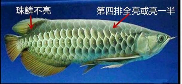 龍魚品相圖解有哪些？