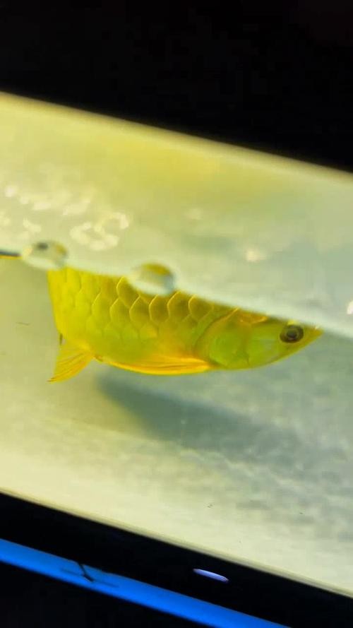 龍魚品相圖解有哪些？