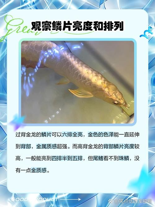 龍魚品相圖解有哪些？