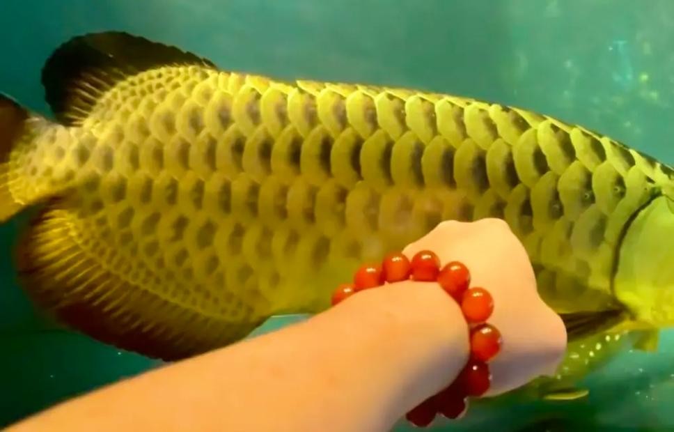龍魚品相圖解有哪些？
