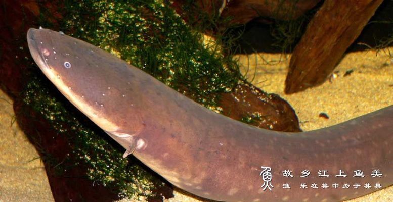 什么樹枝能放魚缸：幾種適合放魚缸的樹枝