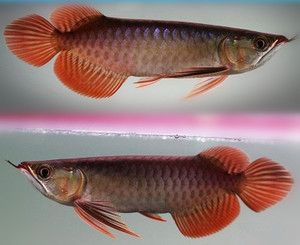 一米二五十寬的魚缸養龍魚好嗎：一龍魚的飼養方法