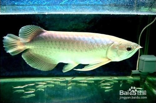 銀龍魚養殖技巧和注意事項：銀龍魚養殖技巧和注意事項和關鍵注意事項和注意事項