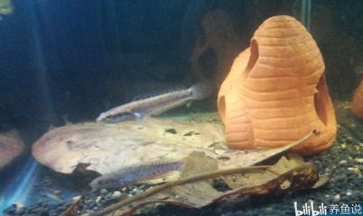 選擇幻彩紅寶石魚缸顏色時需要考慮到魚缸的顏色對魚的影響：幻彩紅寶石魚的飼養技巧