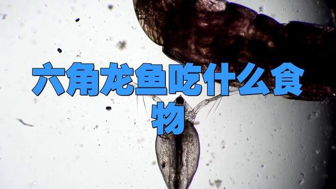 六角恐龍魚幼崽吃什么食物 六角恐龍魚幼崽吃什么食物 龍魚百科 第1張