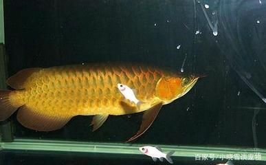 龍魚有哪些品種與種類區(qū)別：龍魚品種及其主要區(qū)分不同的龍魚品種及其主要區(qū)別