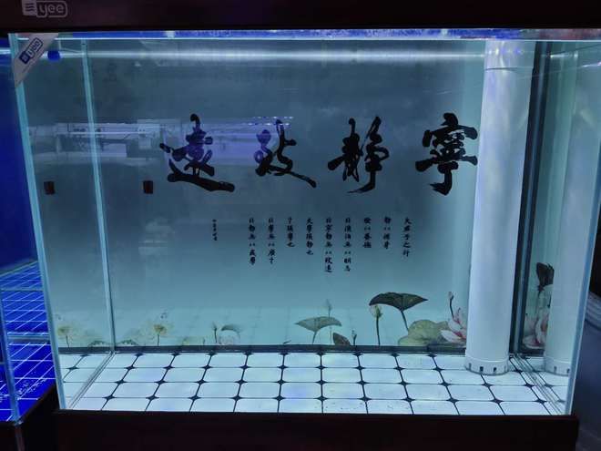 底濾魚缸水變渾濁的處理方法是由于多種原因引起的：如何處理底濾魚缸水變渾濁的問題 底濾魚缸水變渾濁的處理方法是由于多種原因引起的：如何處理底濾魚缸水變渾濁的問題 魚缸百科 第1張