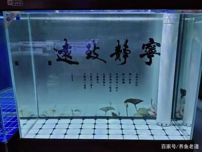 底濾魚缸水變渾濁的處理方法是由于多種原因引起的：如何處理底濾魚缸水變渾濁的問題 底濾魚缸水變渾濁的處理方法是由于多種原因引起的：如何處理底濾魚缸水變渾濁的問題 魚缸百科 第4張