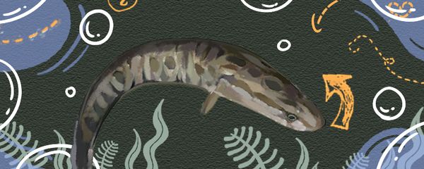 黑魚(yú)在魚(yú)缸怎么養(yǎng)好（關(guān)于黑魚(yú)在魚(yú)缸中的養(yǎng)殖建議）