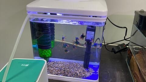 如何設置魚缸內的隱藏處：如何在魚缸內部設置一個隱蔽的地方