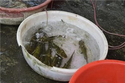 喂龍魚泥鰍怎么處理干凈：喂龍魚泥鰍怎么處理